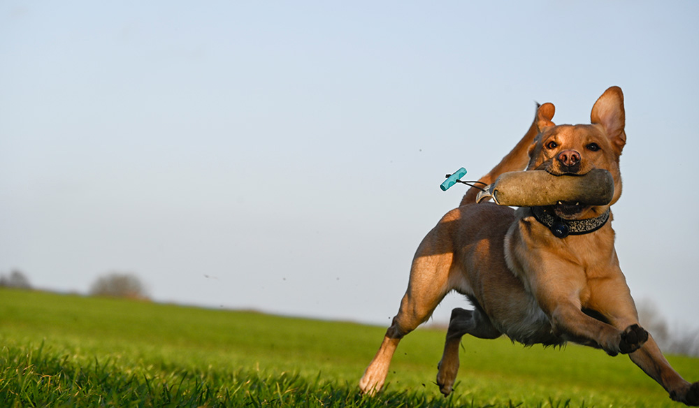 Apportieren für Jedermensch und Jederhund