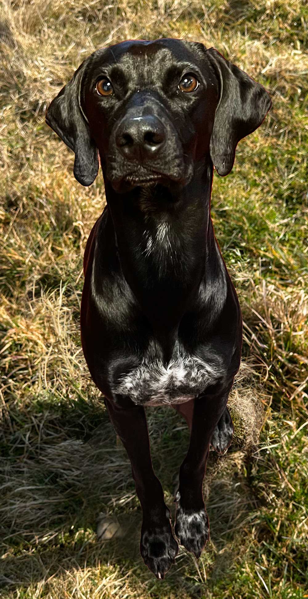 Schlittenhund am Ruhepol